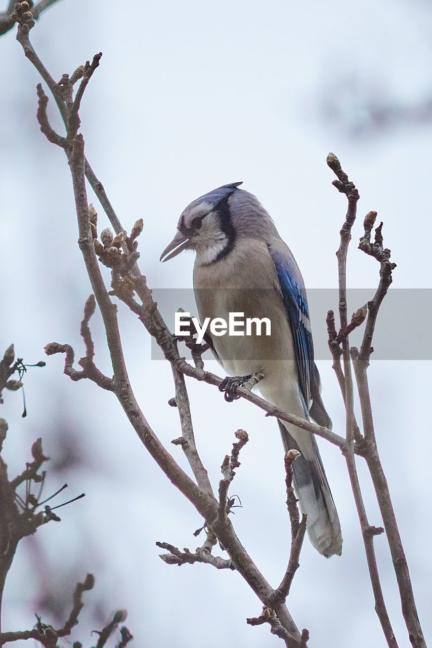 LOW ANGLE VIEW OF BIRD PERCHING ON BARE TREE