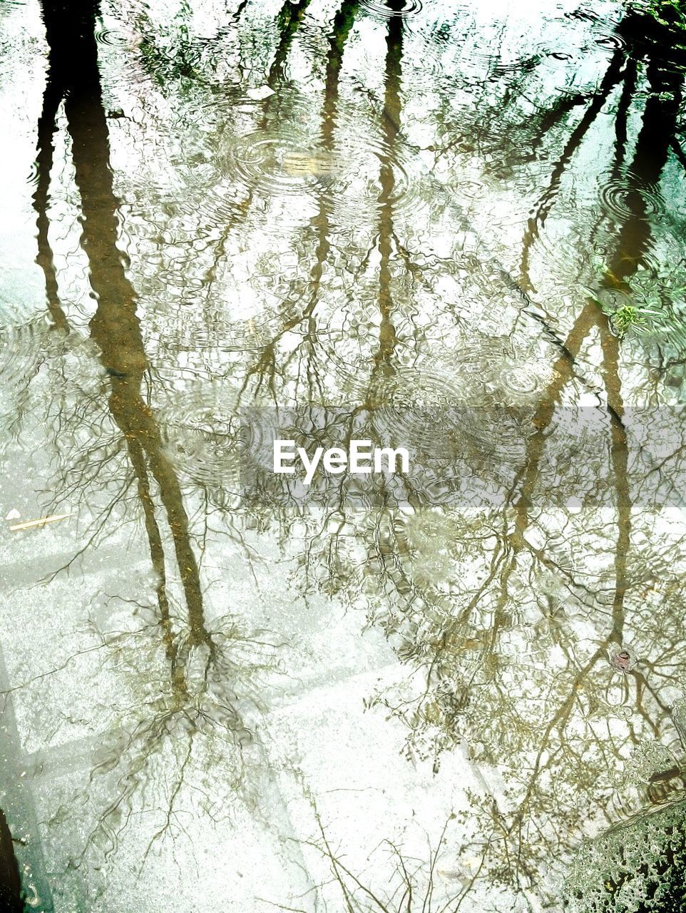 Reflection of trees in water