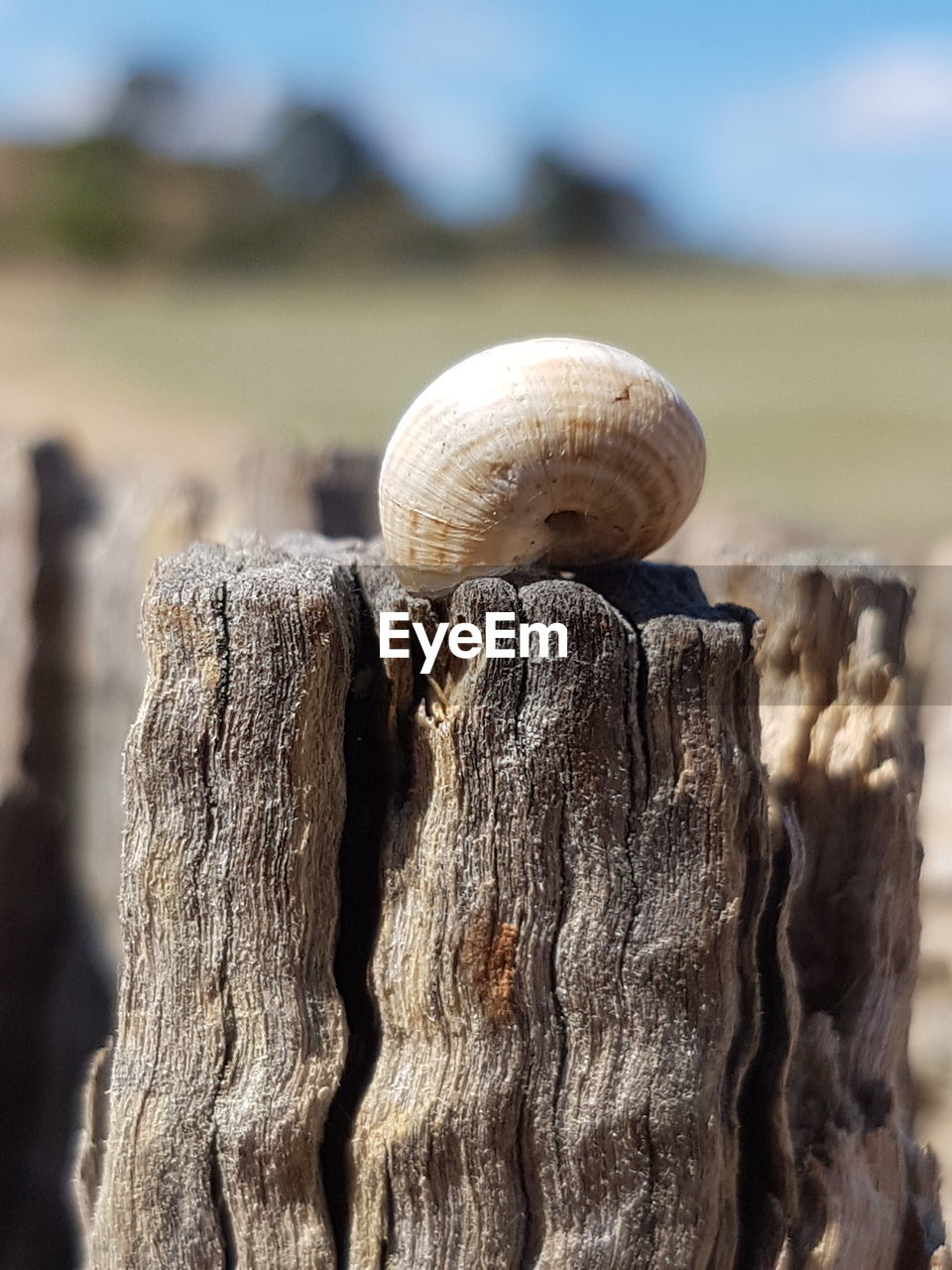 CLOSE-UP OF SNAIL ON WOOD OUTDOORS