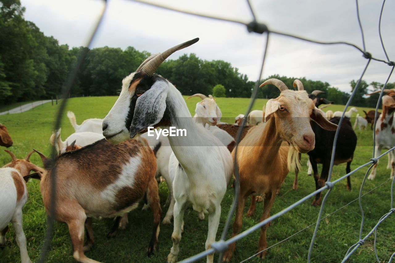 HORSES IN A FARM