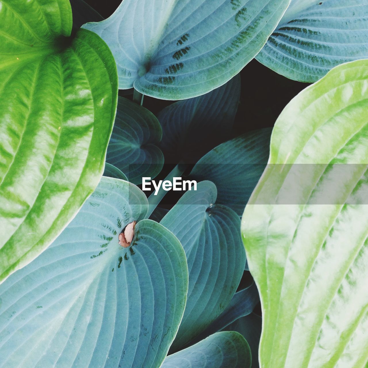 Full frame shot of green leaves