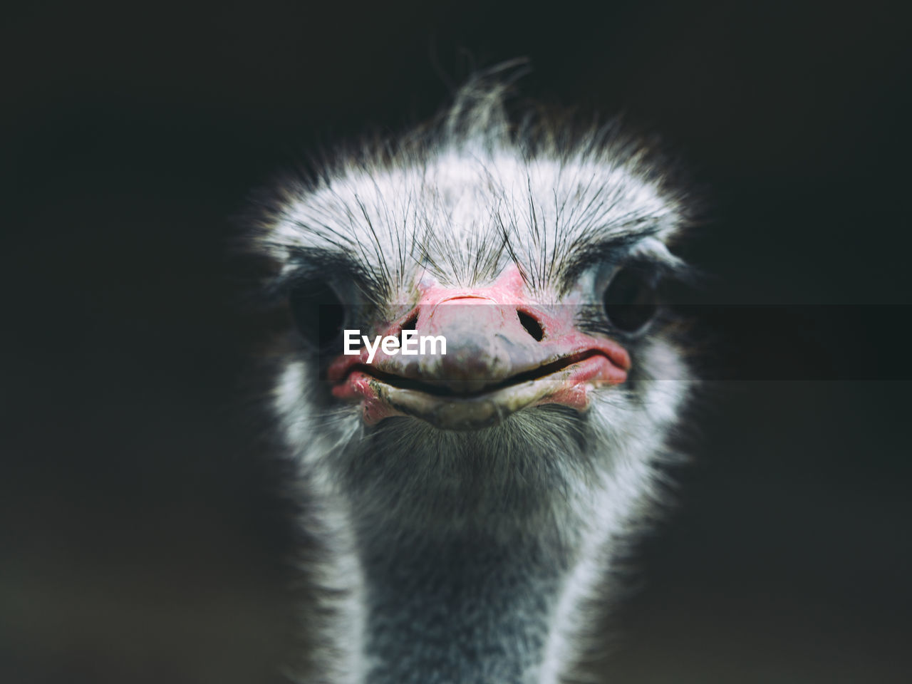 Close-up of ostrich against black background