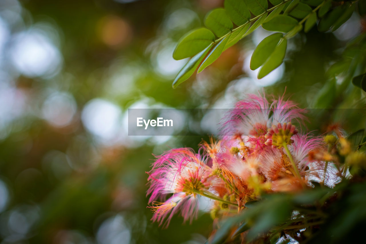 CLOSE-UP OF PINK FLOWERING PLANTS AGAINST BLURRED BACKGROUND