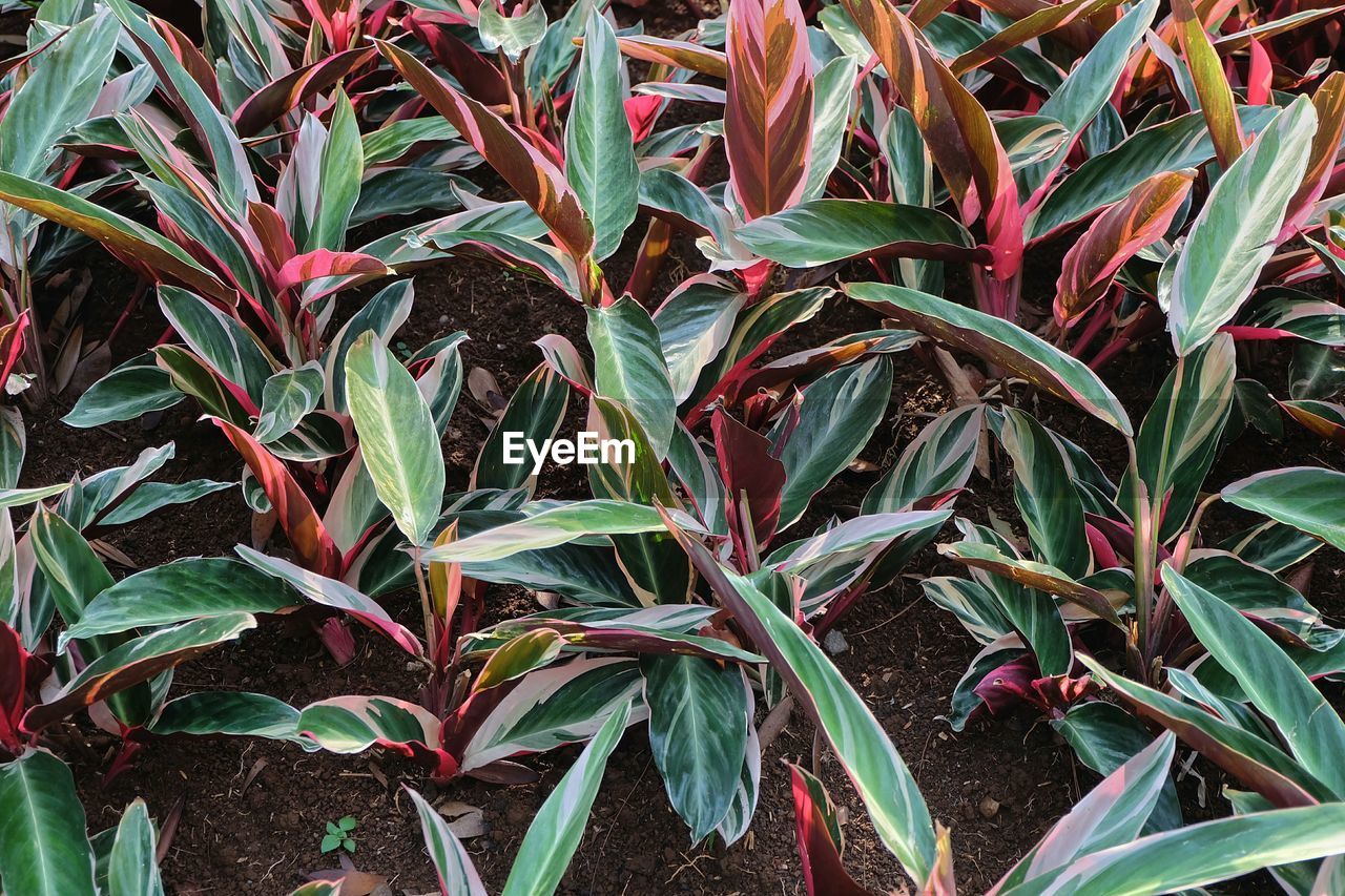 Close-up of plants