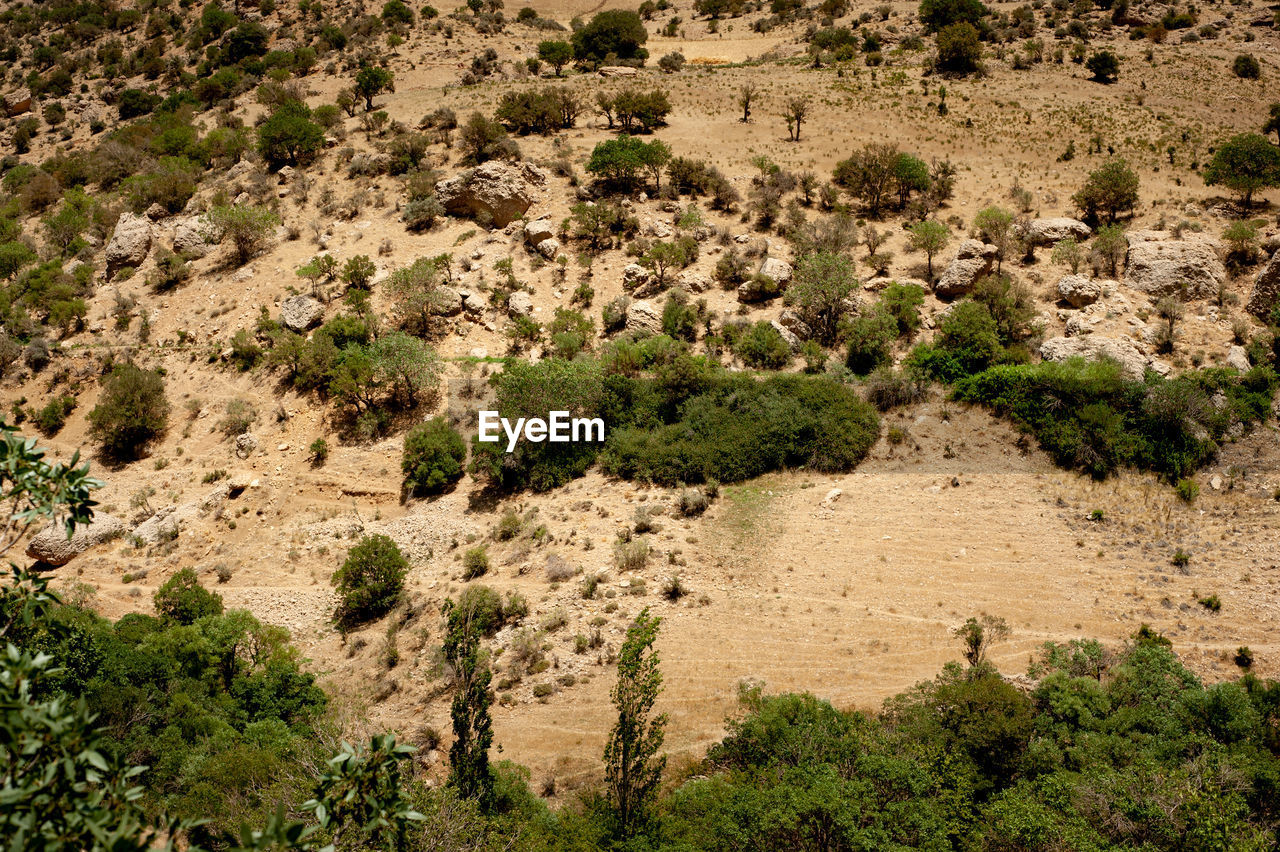 SCENIC VIEW OF TREES ON LAND