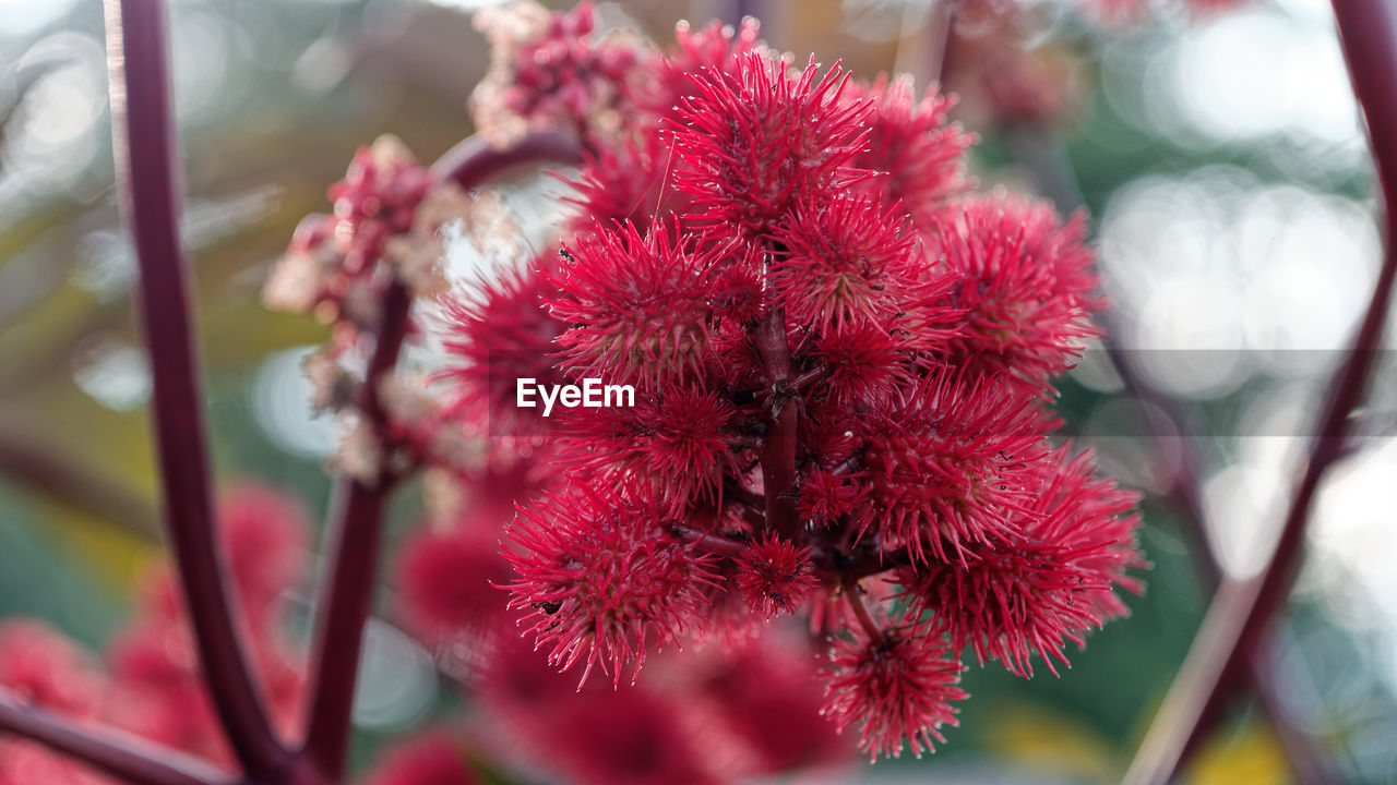 CLOSE-UP OF RED FLOWER