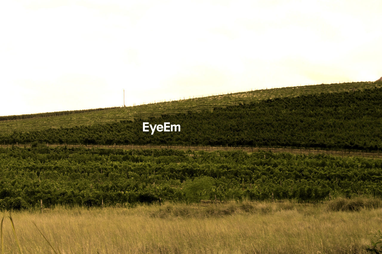 Scenic view of grassy field against sky