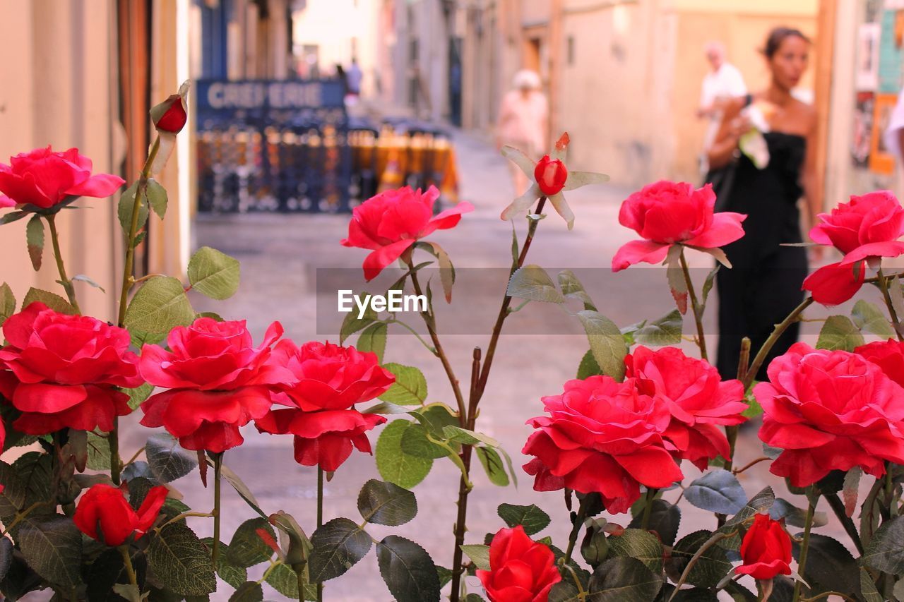 Close-up of red roses blooming by street in city