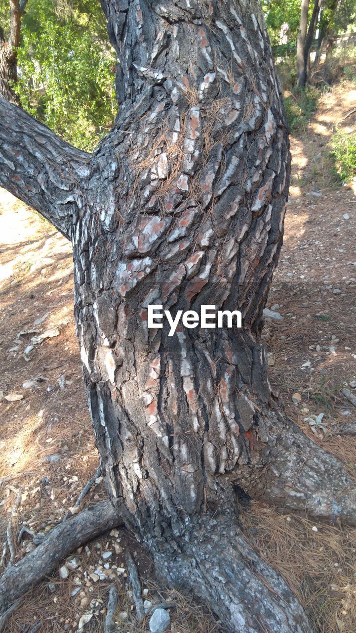 CLOSE-UP OF TREE TRUNK AMIDST PLANTS