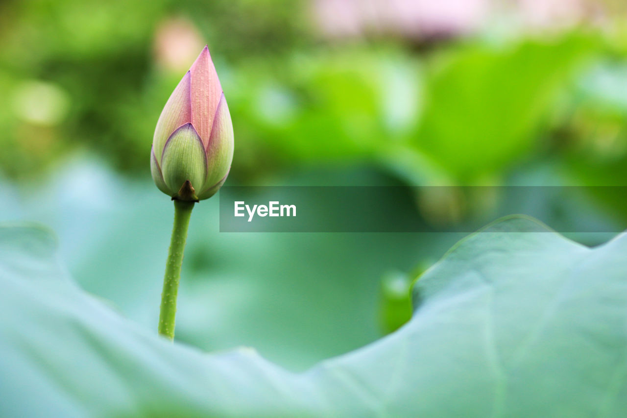 Close-up of lotus bud