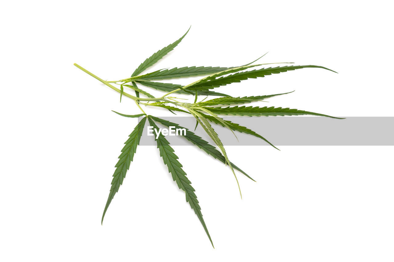 plant, herb, medicine, leaf, branch, plant part, healthcare and medicine, green, herbal medicine, cut out, cannabis, food and drink, food, white background, cannabis plant, grass, nature, narcotic, studio shot, alternative medicine, no people, twig, plant stem, line, tree, indoors, flower, close-up, freshness