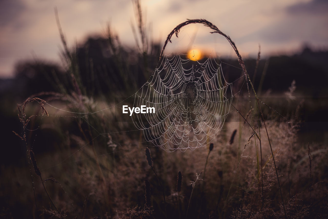 Close-up of dew drops on spider web