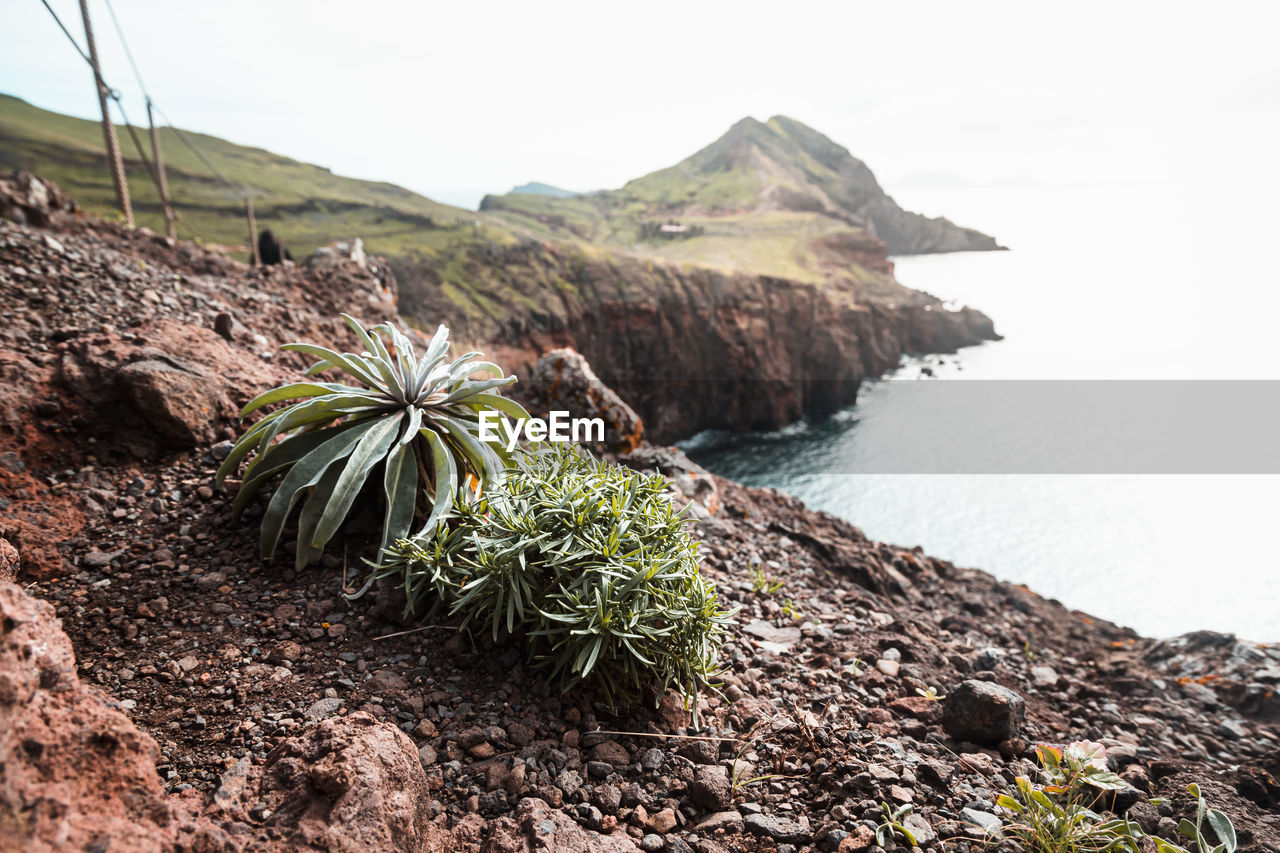 Plants growing on cliff against sea