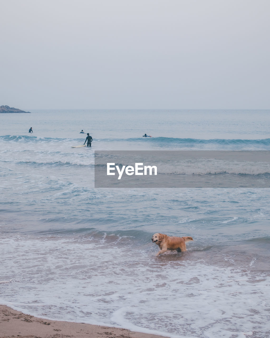 View of a dog on beach
