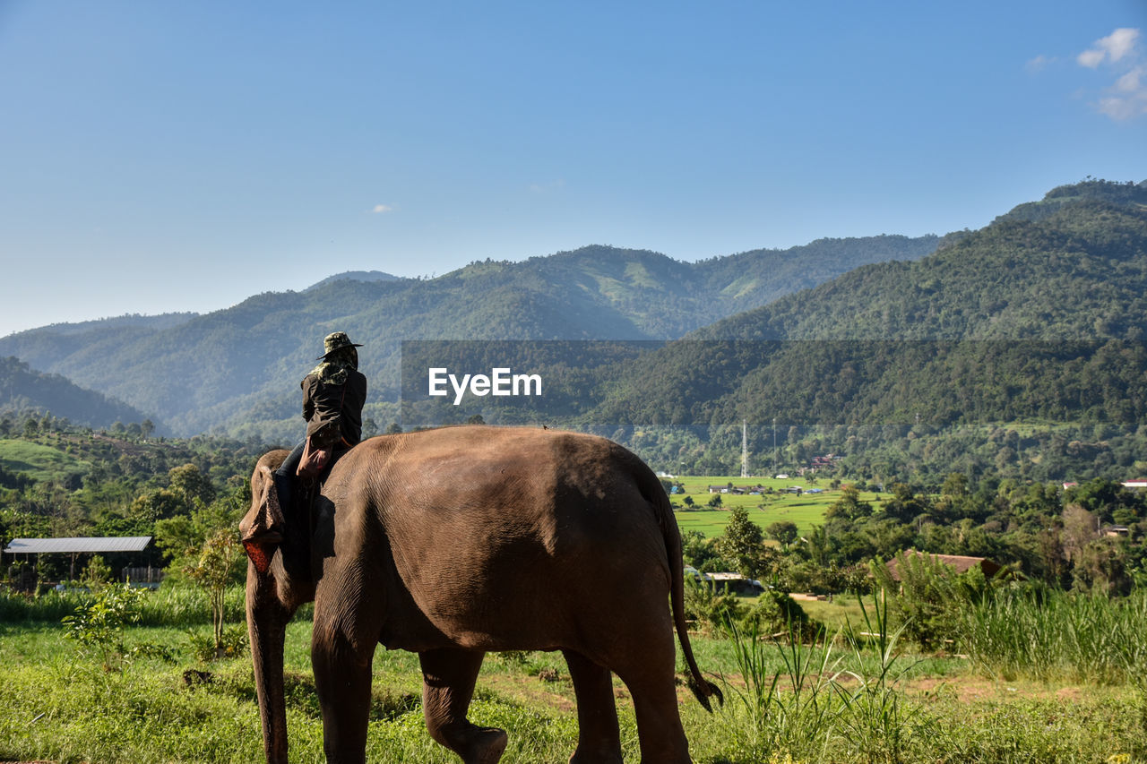 HORSE ON FIELD AGAINST MOUNTAINS