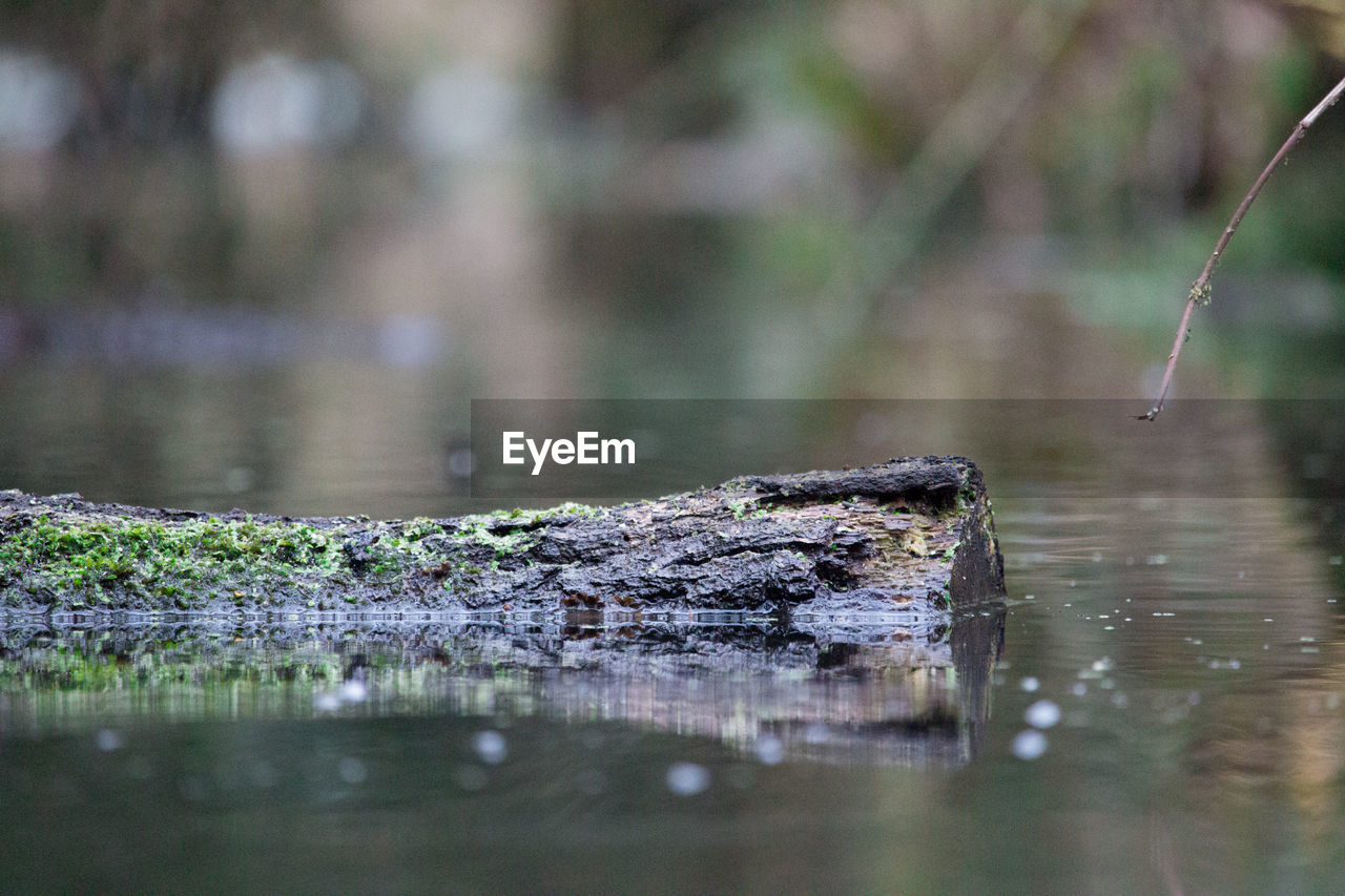 Close-up of wet wood on lake