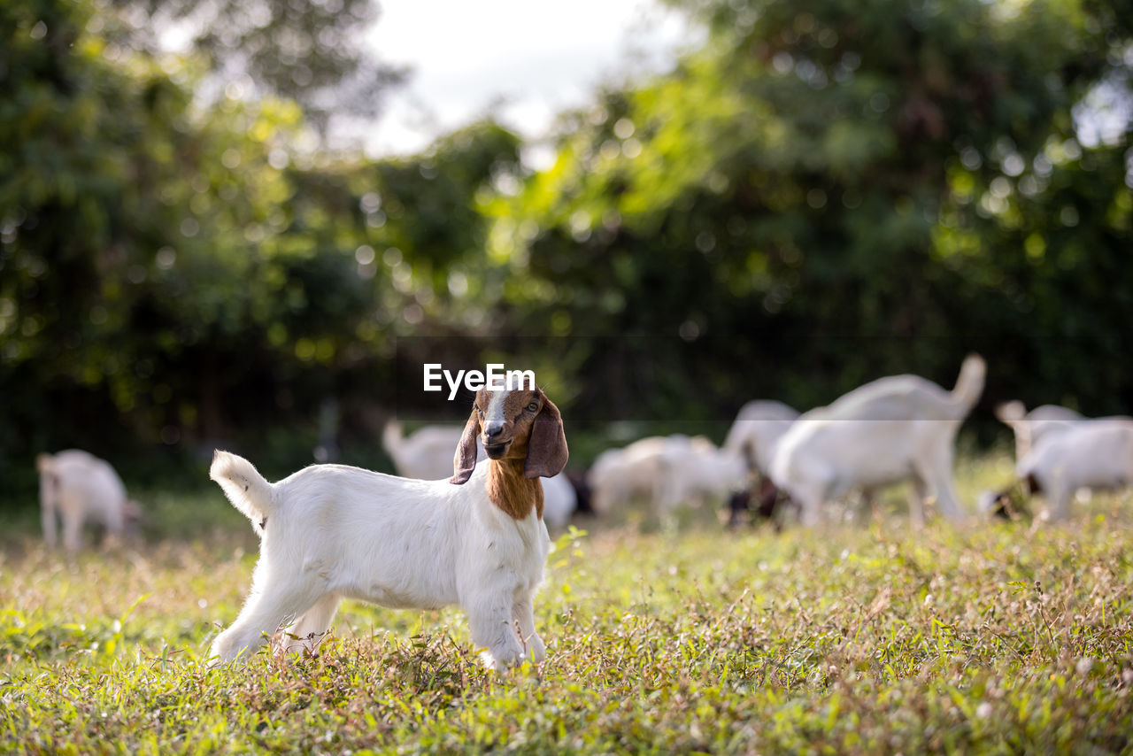 SHEEP ON A FIELD