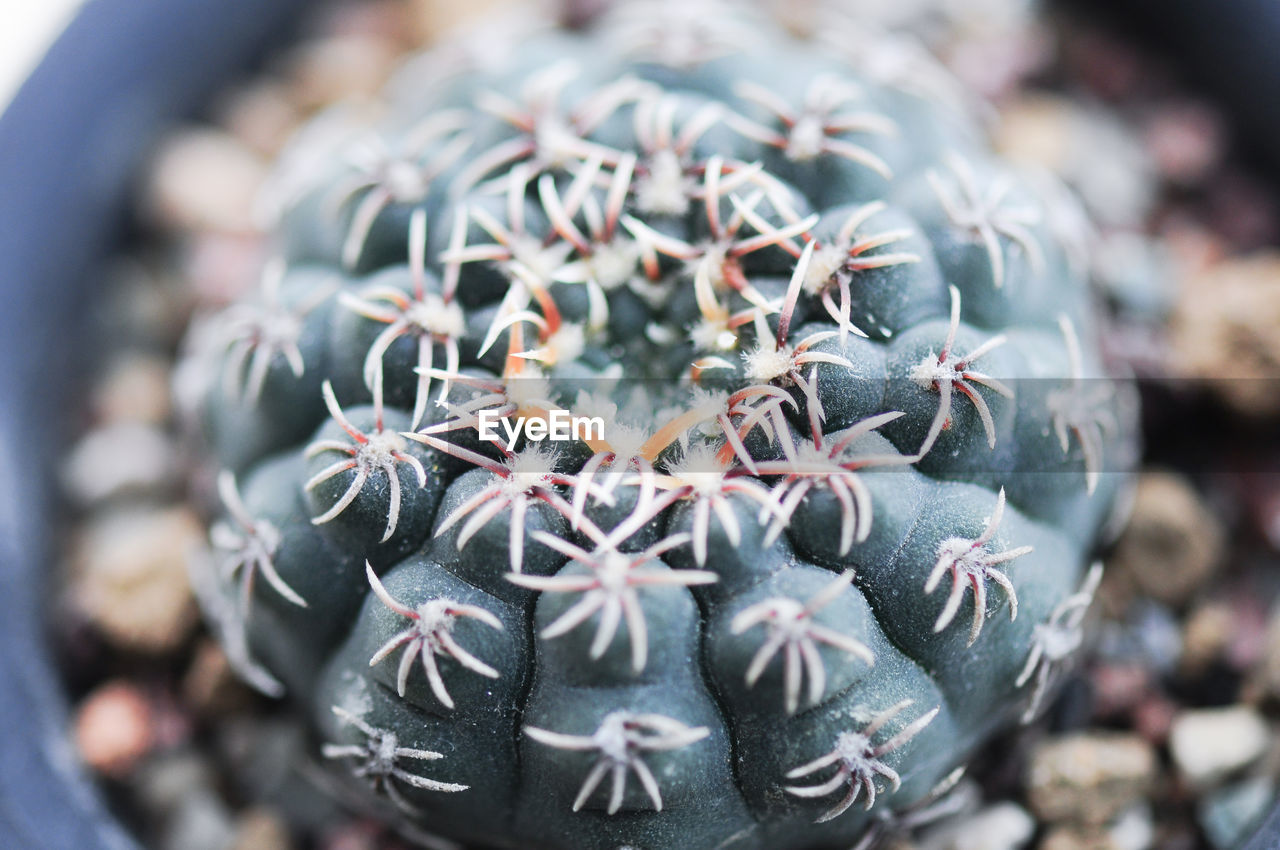 CLOSE-UP OF CACTUS IN SUNLIGHT