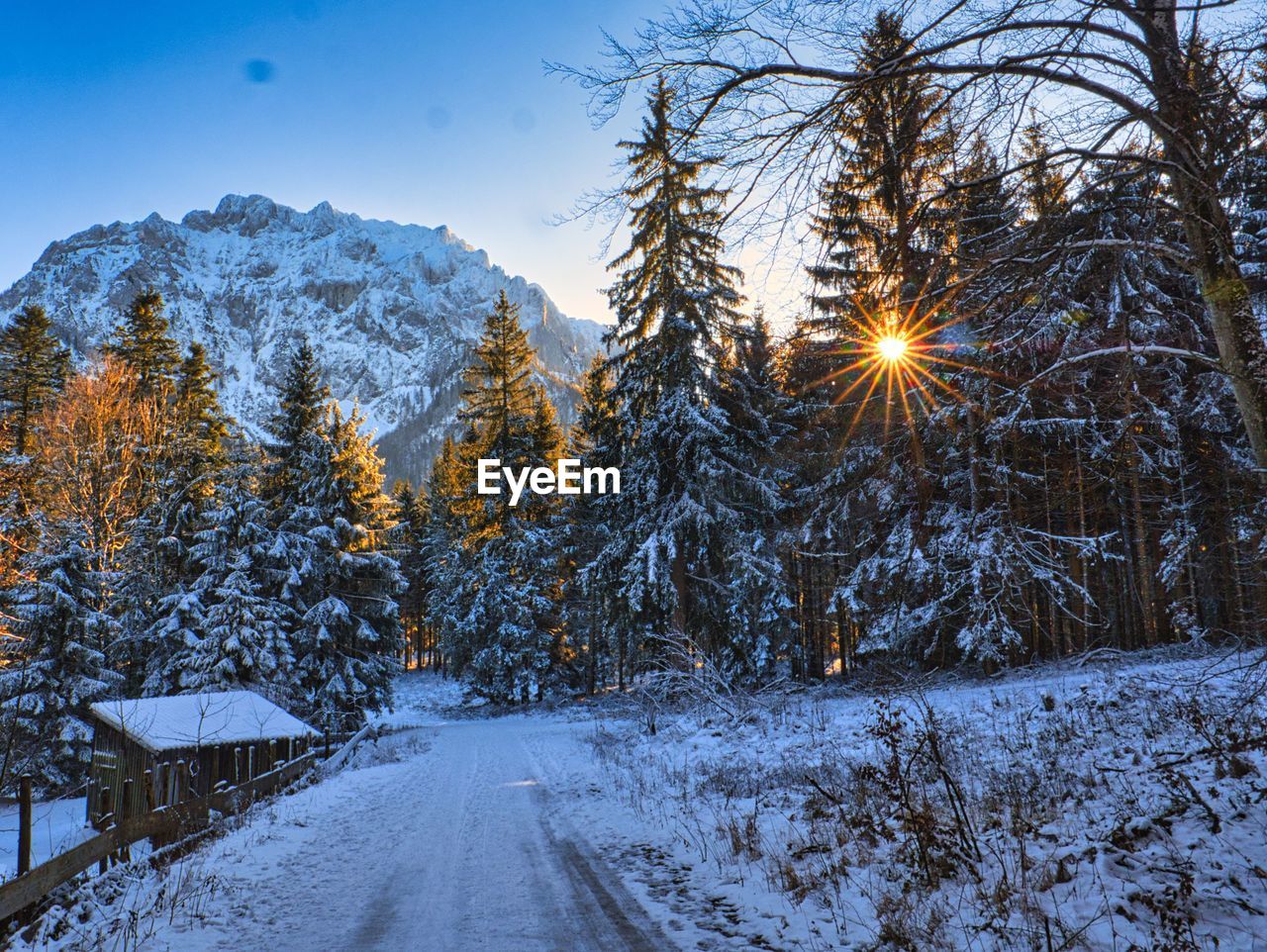 Snow covered trees by road against sky during winter