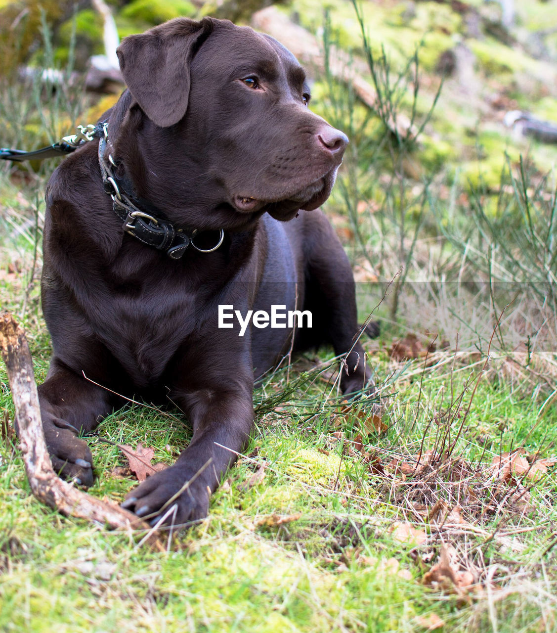 Black dog looking away on field