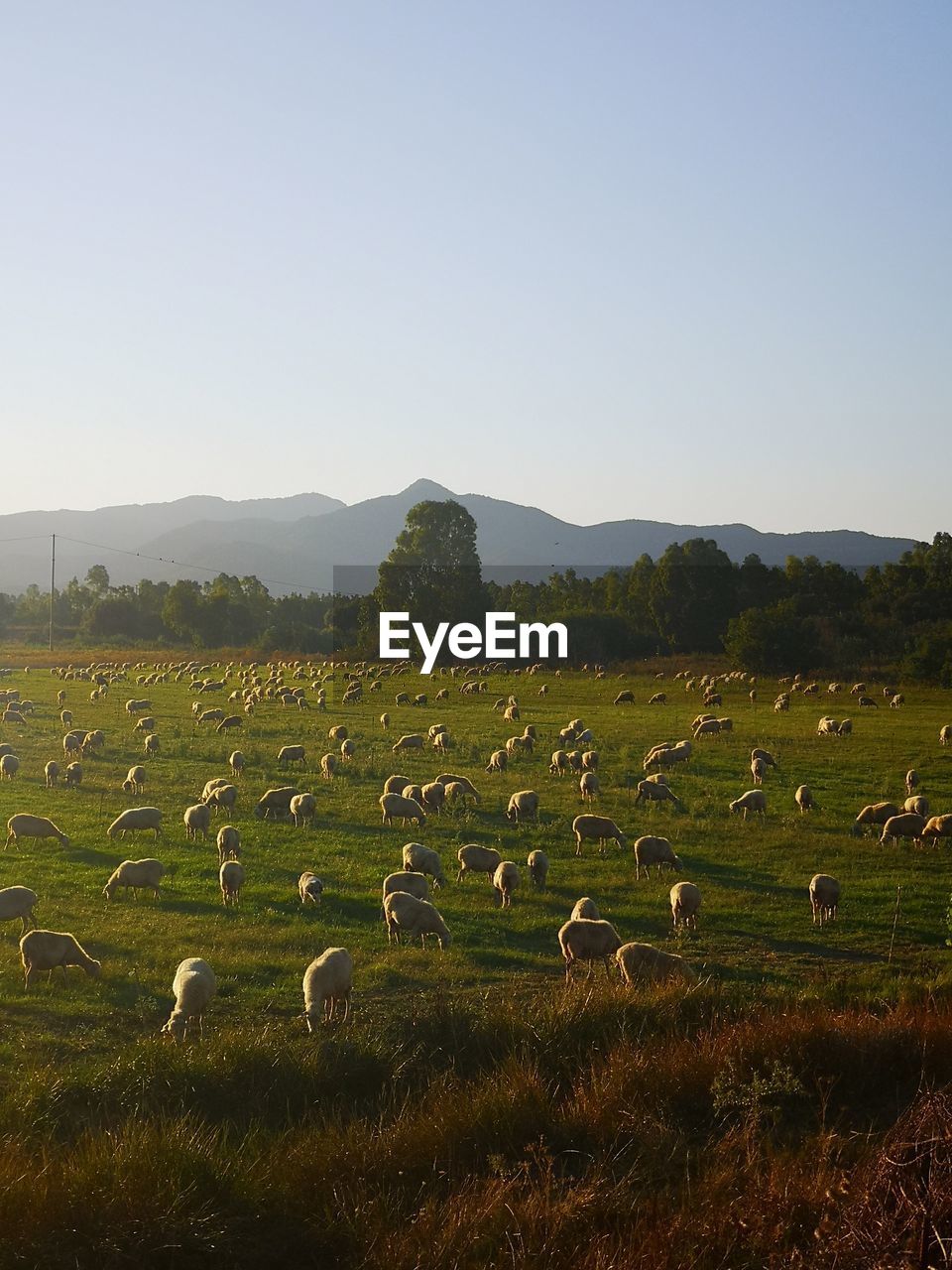 View of sheep on grassy field