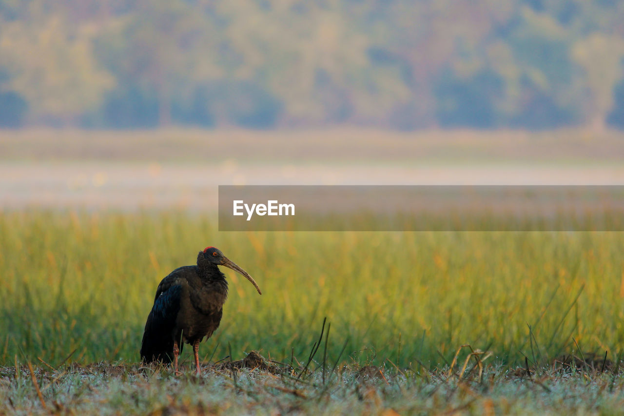 Bird feeding in a field