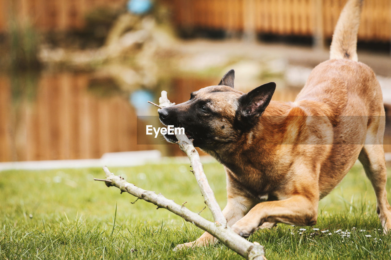 Close-up of dog on grass