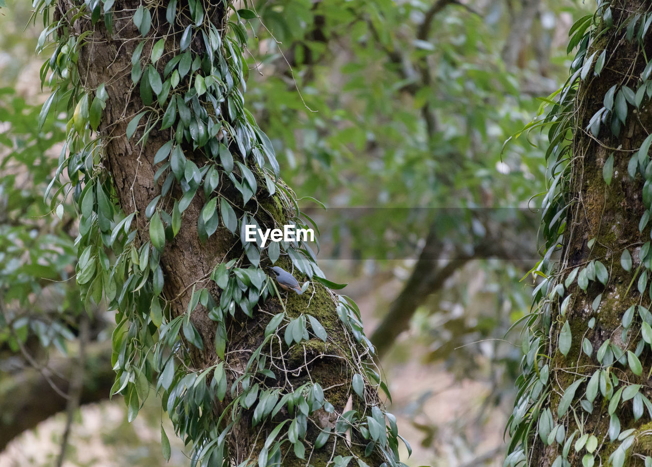 plant, tree, forest, growth, nature, green, branch, focus on foreground, no people, pinaceae, woodland, day, beauty in nature, wildlife, coniferous tree, spruce, pine tree, rainforest, land, outdoors, natural environment, trunk, tranquility, leaf, flower, tree trunk, plant part, close-up, jungle, environment