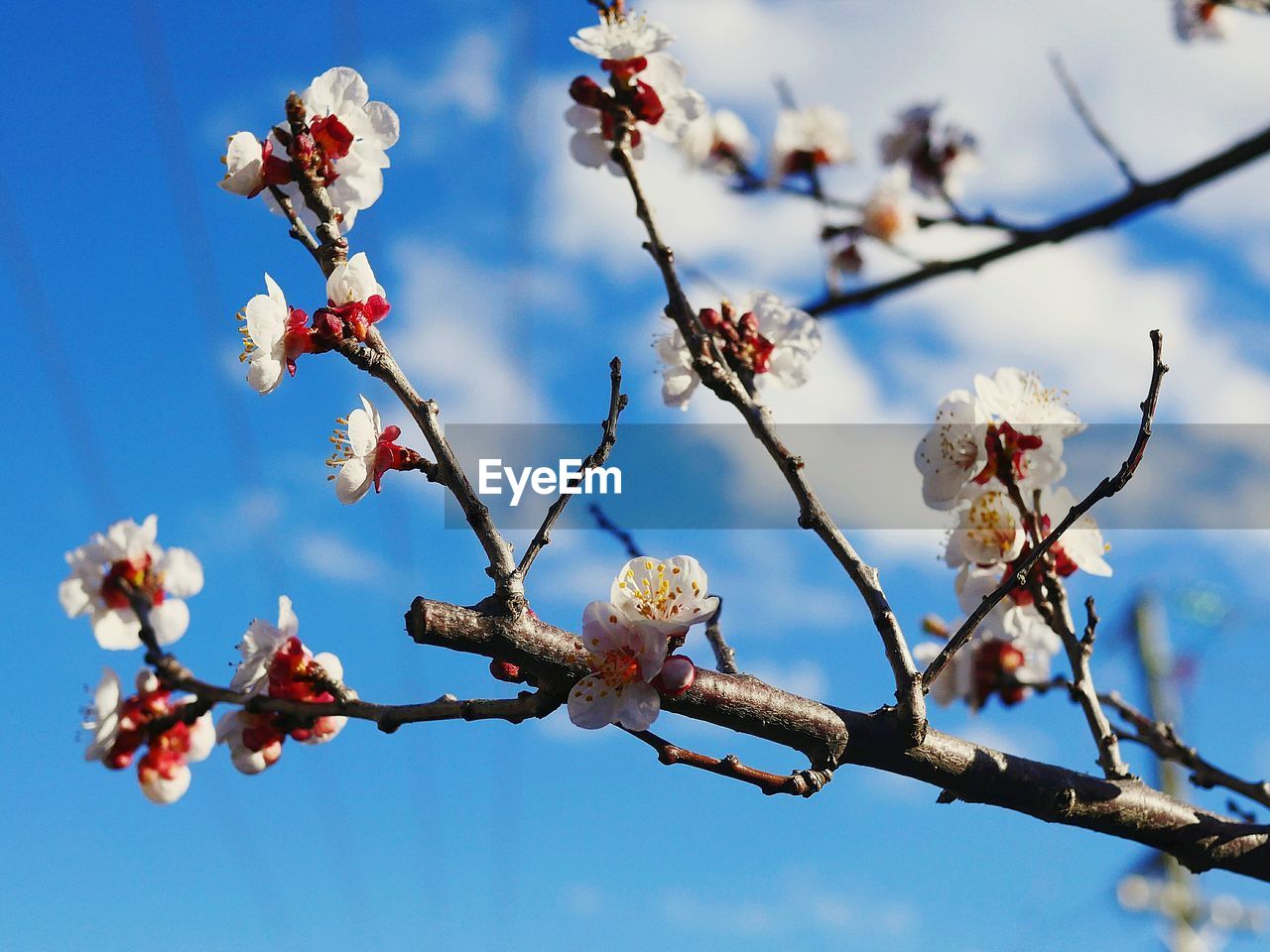 LOW ANGLE VIEW OF FLOWERS GROWING ON TREE AGAINST SKY