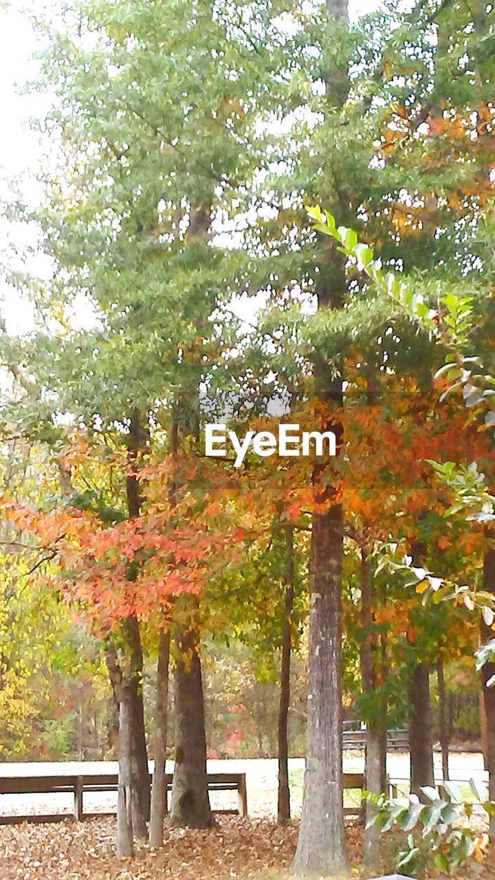 TREES IN PARK DURING AUTUMN