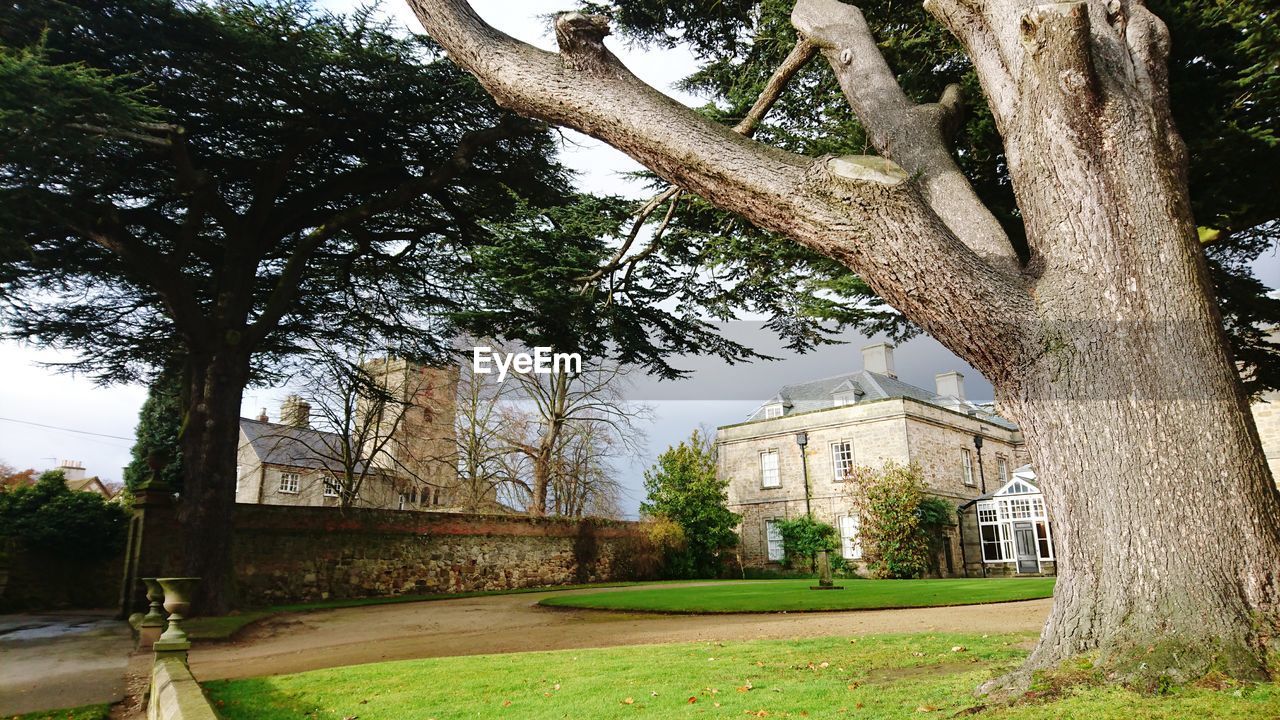 TREES IN PARK