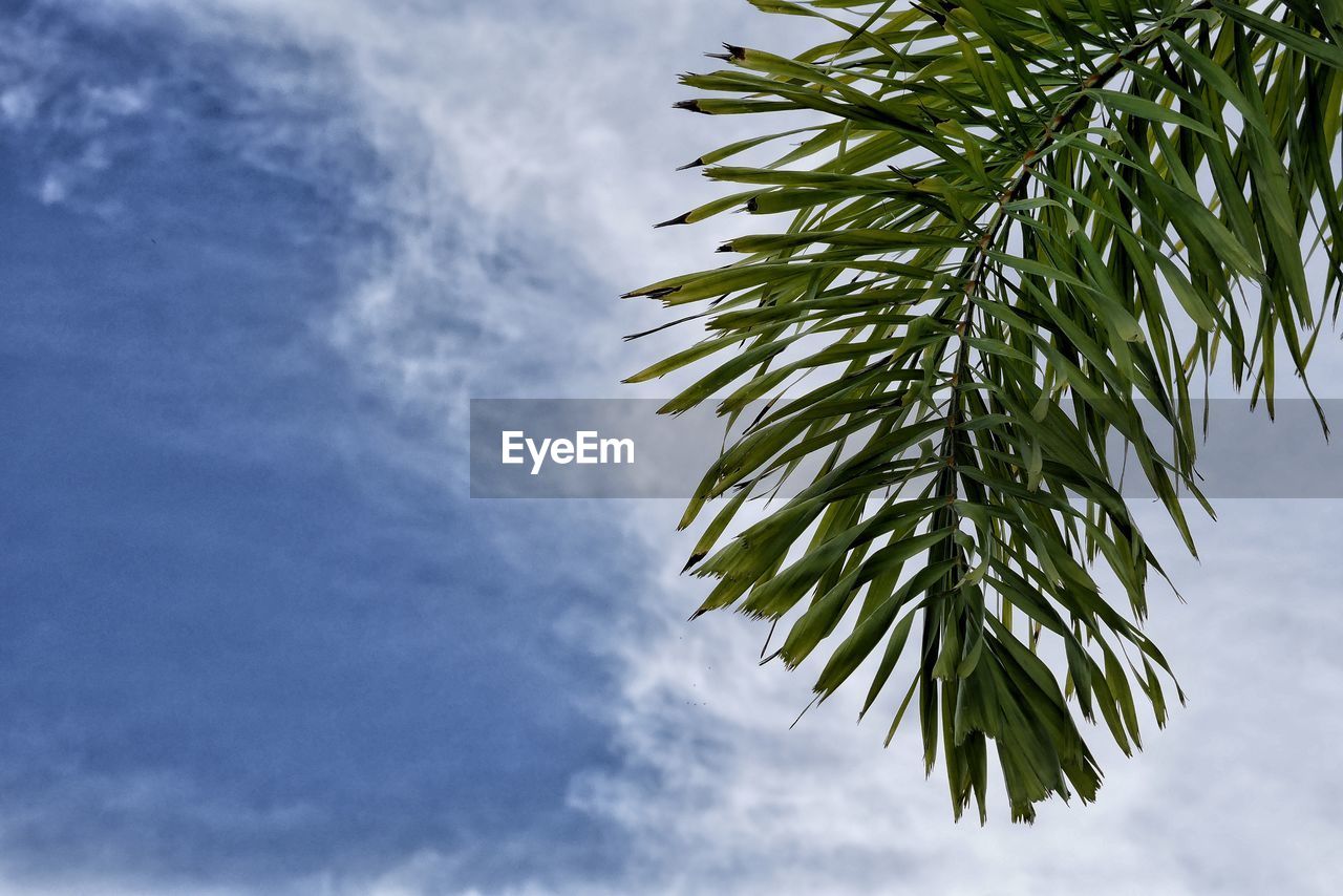 Low angle view of plants against cloudy sky