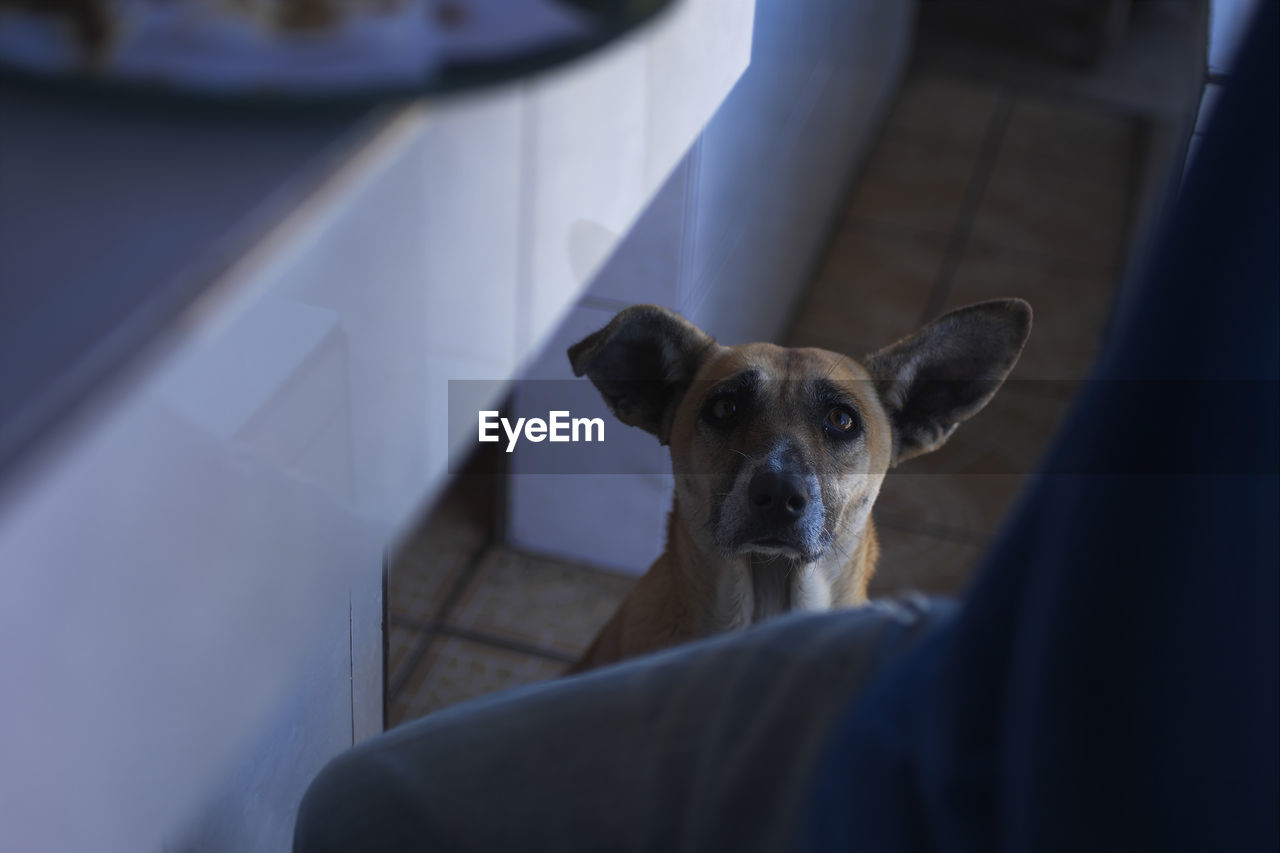 Close-up of dog looking at camera