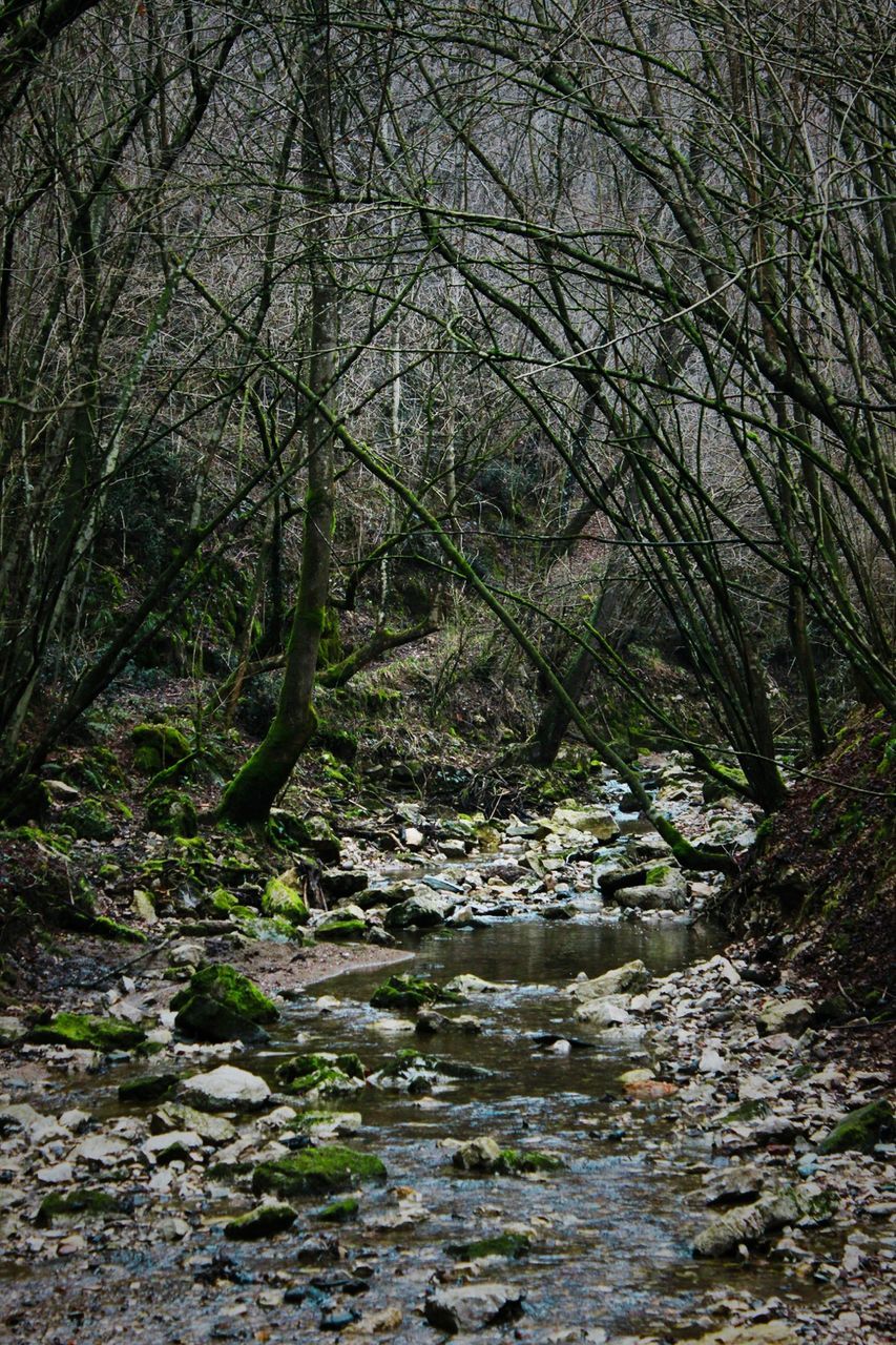 SCENIC VIEW OF TREES BY WATER