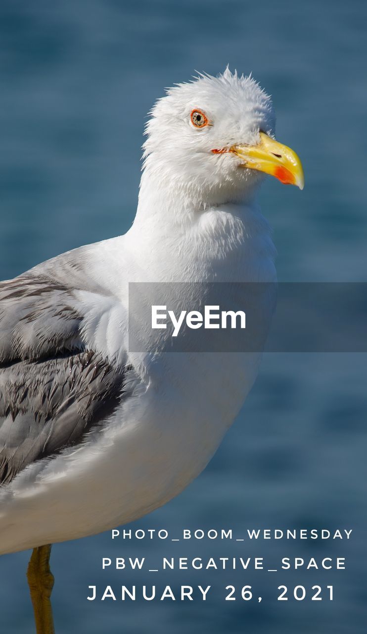 bird, animal themes, animal, animal wildlife, wildlife, gull, one animal, beak, european herring gull, seabird, water, nature, no people, seagull, sea, animal body part, close-up, focus on foreground, outdoors, day, great black-backed gull