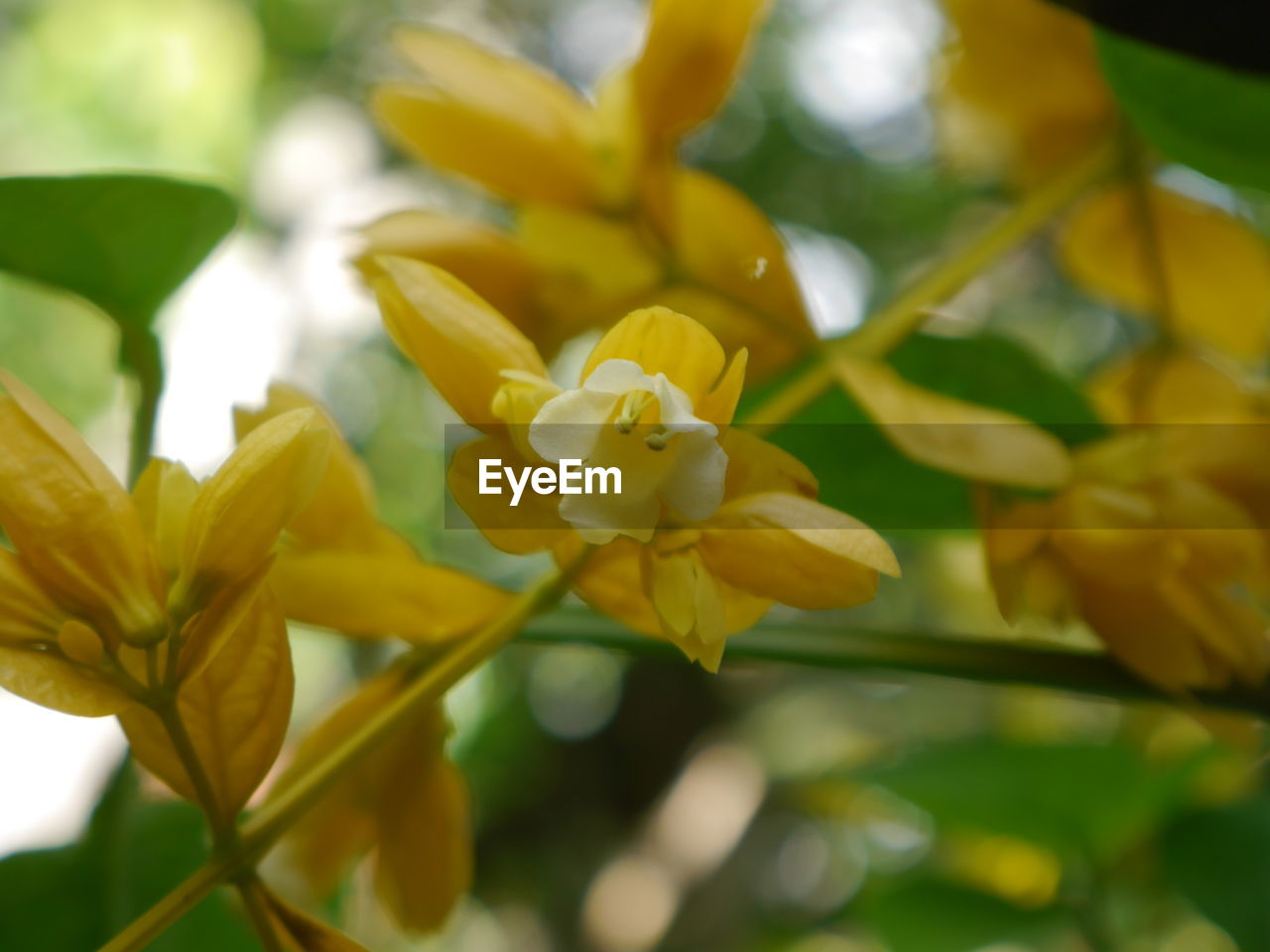 CLOSE-UP OF YELLOW FLOWERS BLOOMING ON PLANT