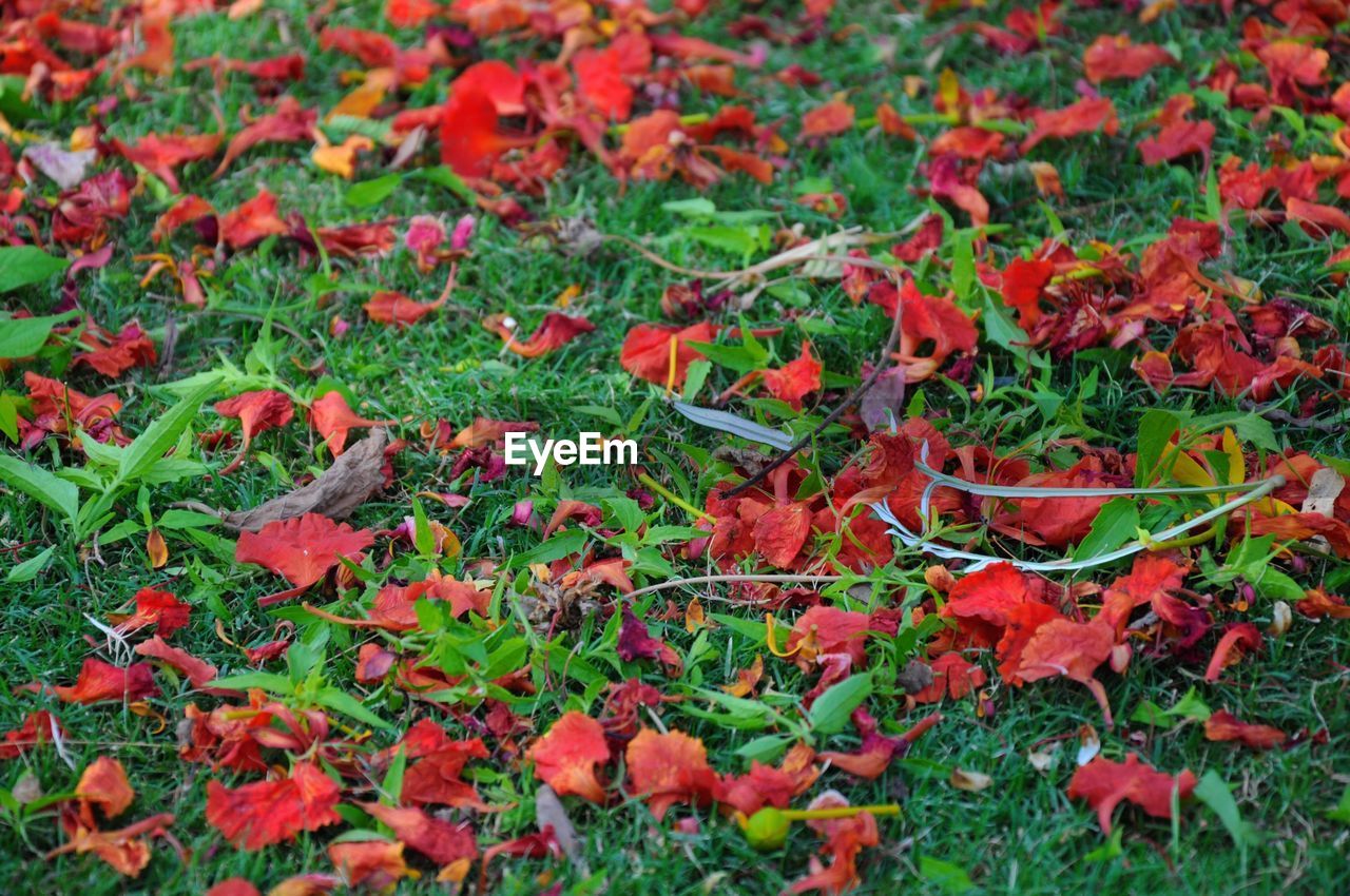 CLOSE-UP OF RED LEAVES