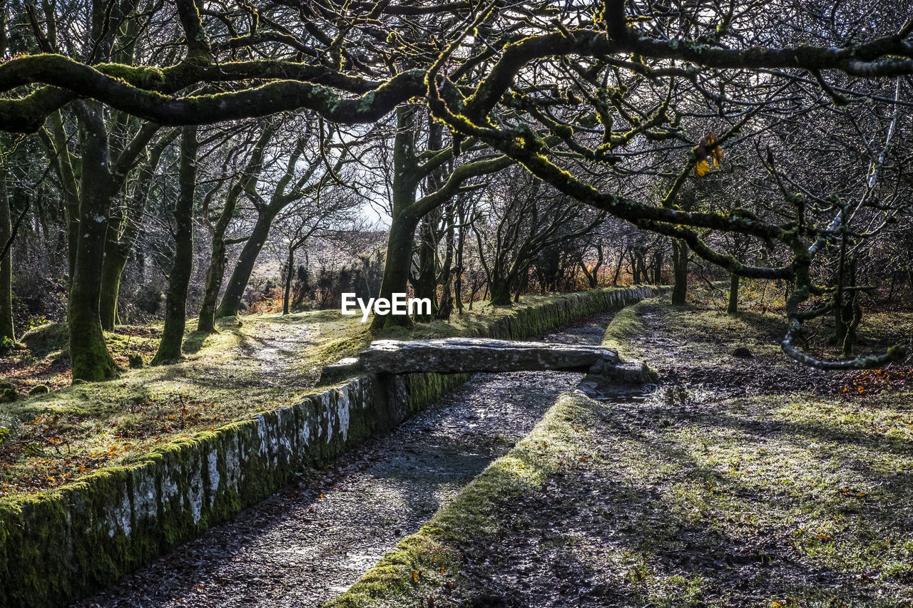 BARE TREES IN FOREST