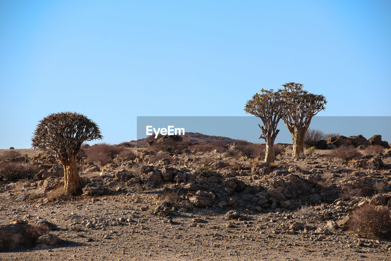 TREES ON DESERT AGAINST BLUE SKY