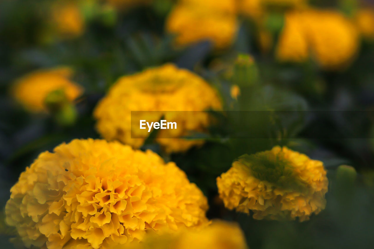 CLOSE-UP OF YELLOW FLOWERING PLANTS