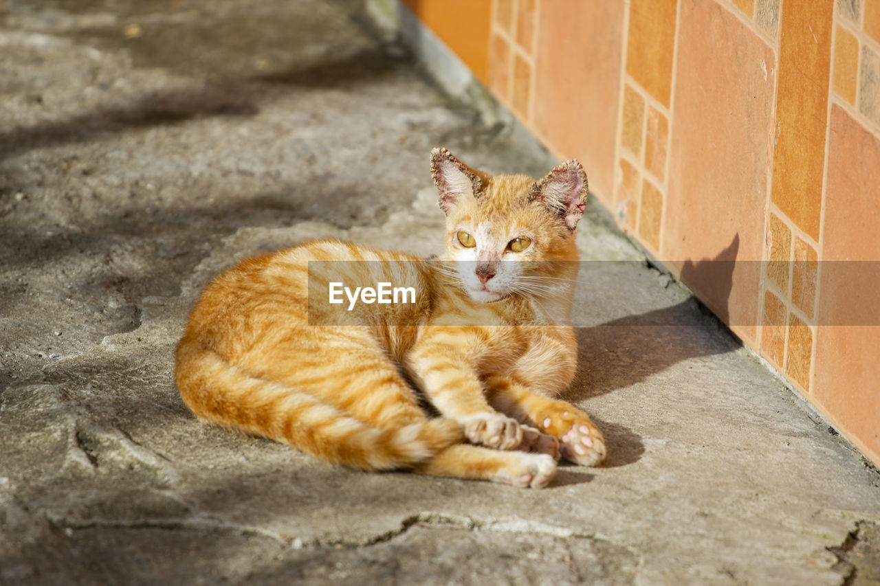 Orange cat sleeping on the cement floor