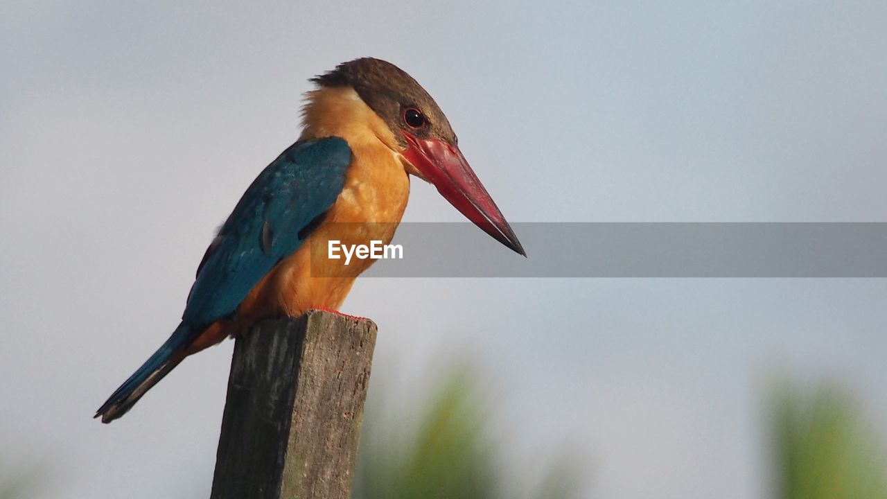 BIRD PERCHING ON WOODEN POST