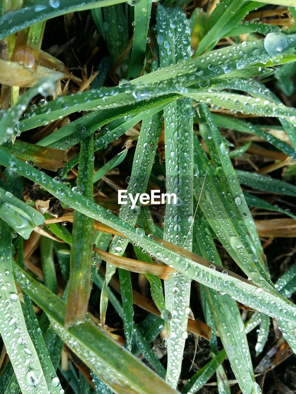 Close-up of wet grass on field