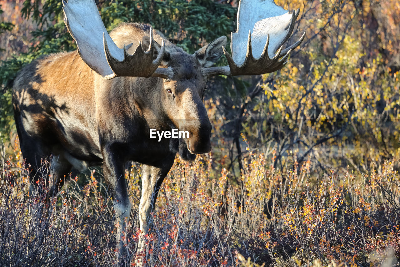 DEER STANDING ON A FIELD