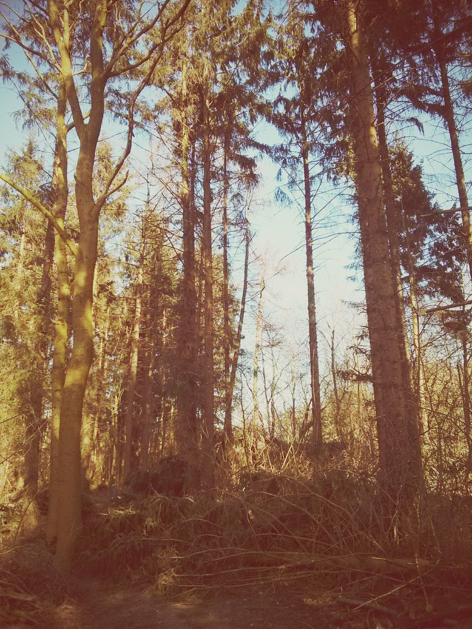 Trees growing in forest