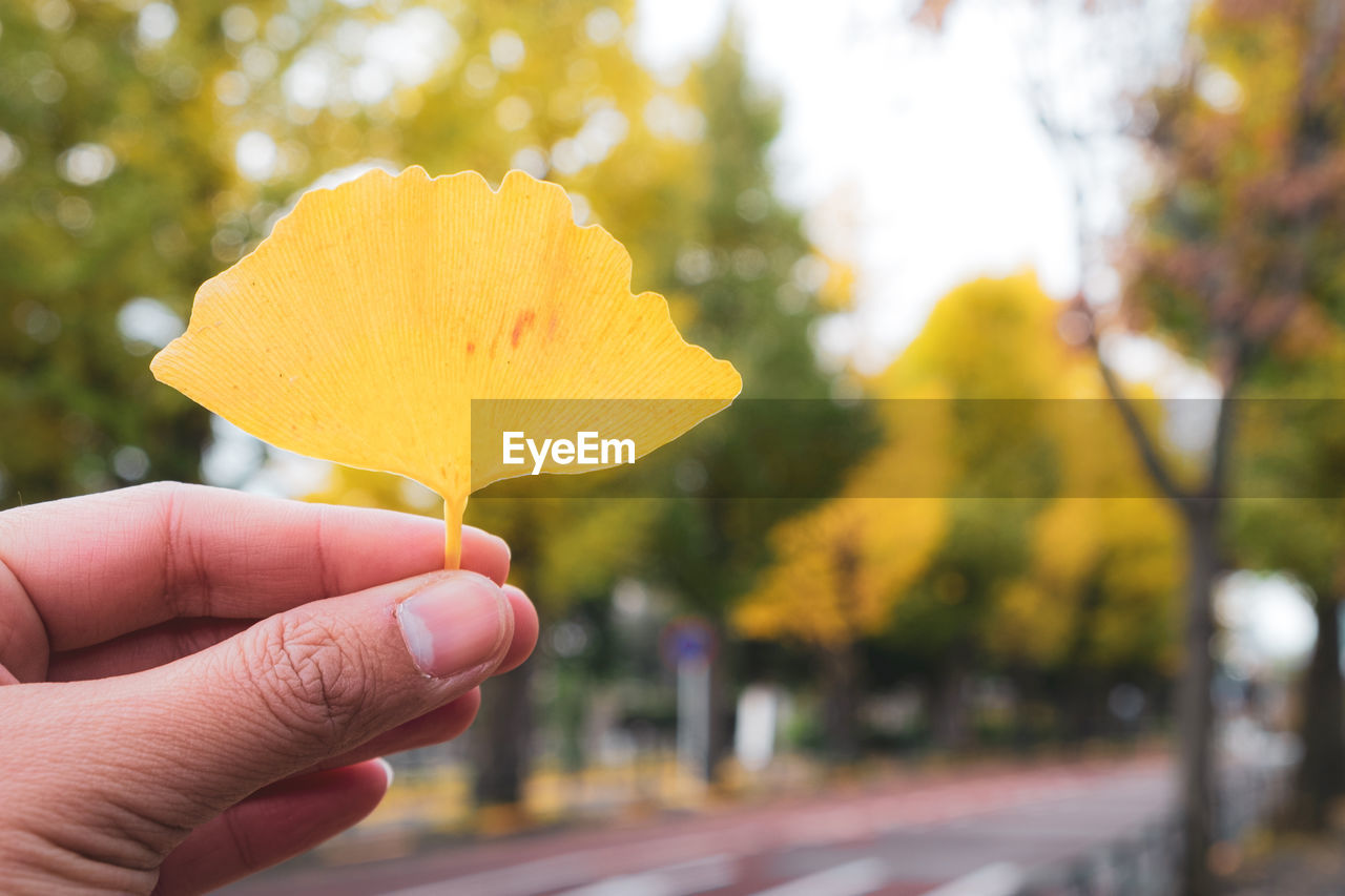 Close-up ginkgo biloba yellow leaf full background