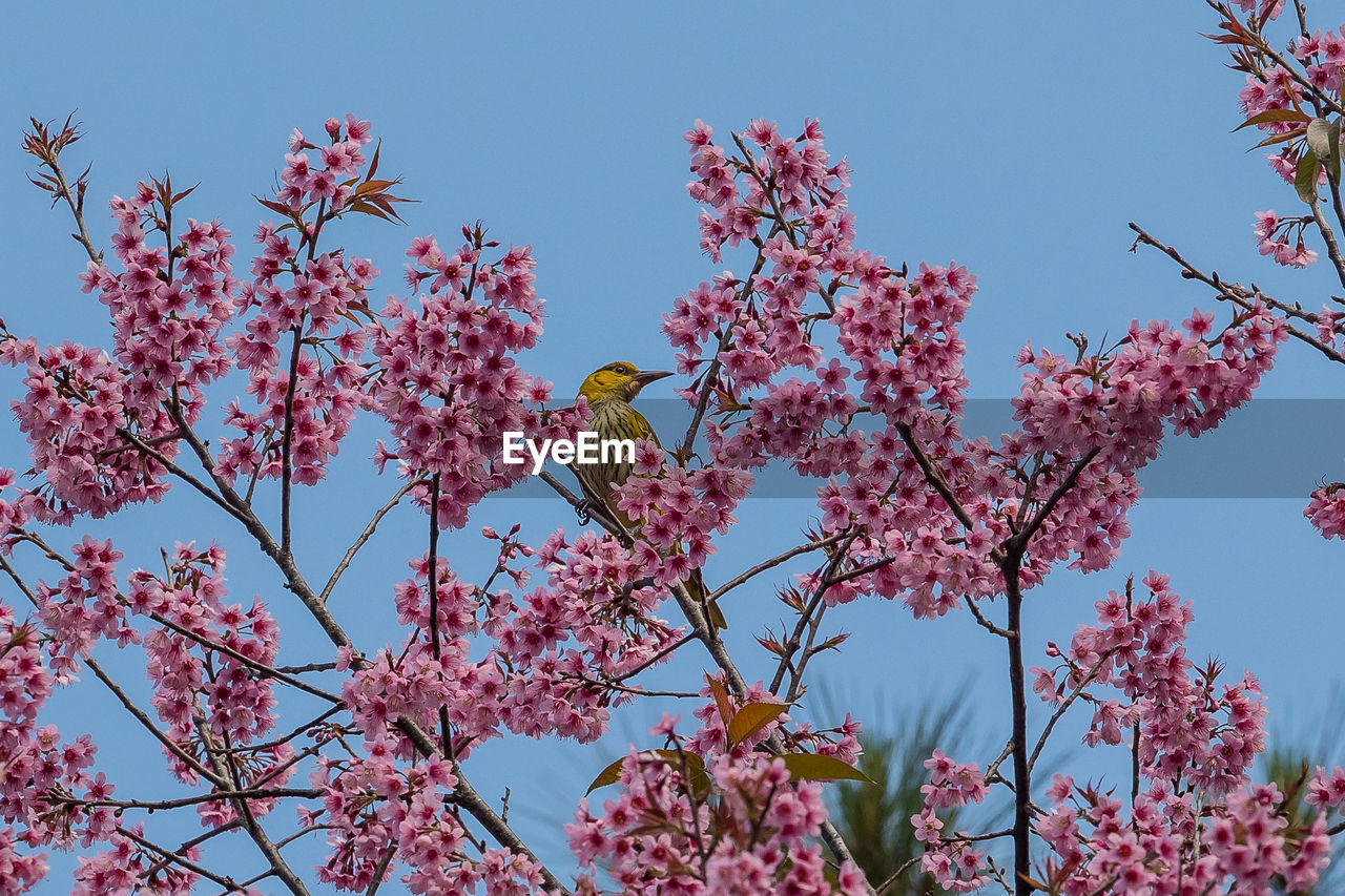 LOW ANGLE VIEW OF PINK CHERRY BLOSSOM AGAINST SKY