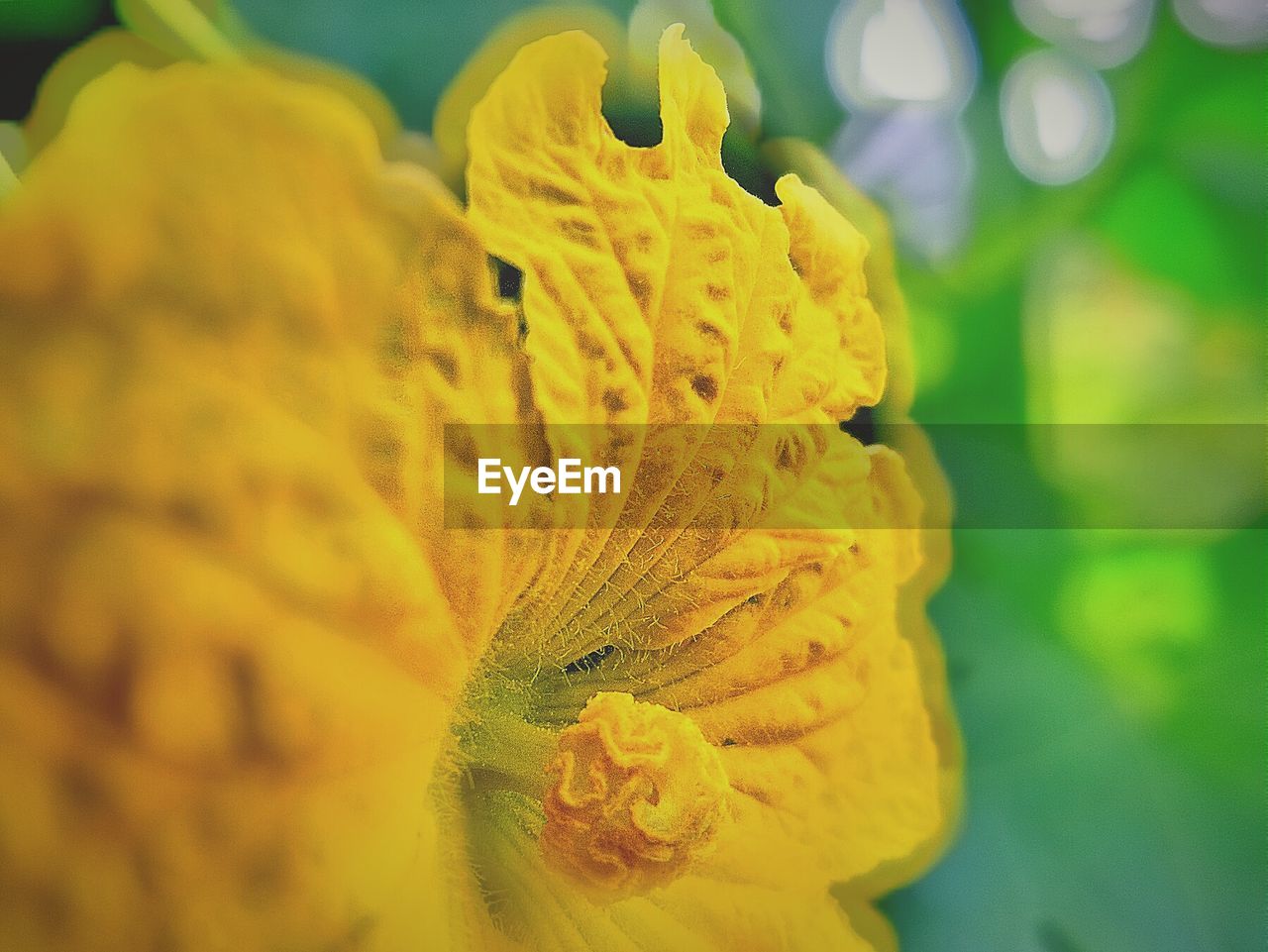 Macro shot of yellow pumpkin flower