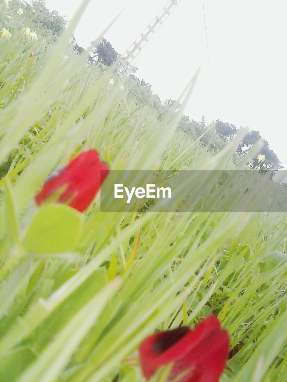 CLOSE-UP OF RED FLOWERS