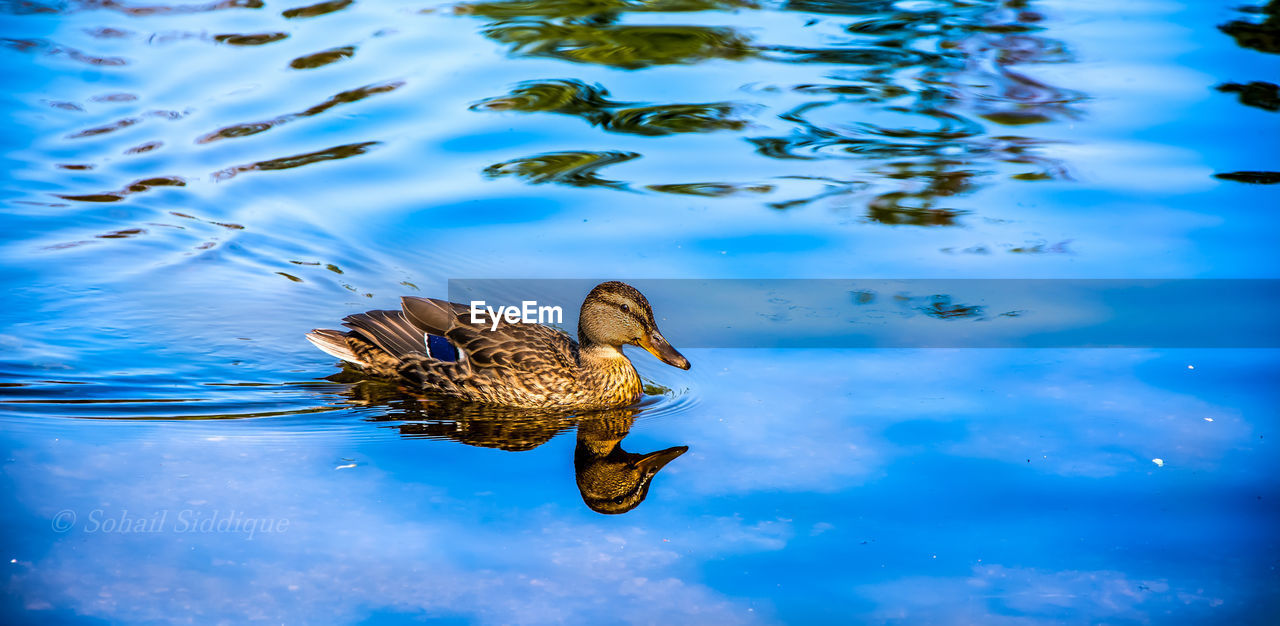 BIRD SWIMMING ON LAKE